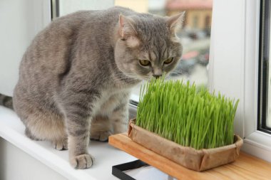 Pencere kenarındaki taze yeşil çimlerin yanında sevimli bir kedi.