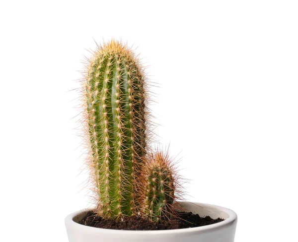 Hermosos Cactus Verdes Maceta Aislados Blanco —  Fotos de Stock