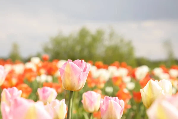 Lindas Flores Tulipa Crescendo Campo Foco Seletivo Espaço Para Texto — Fotografia de Stock