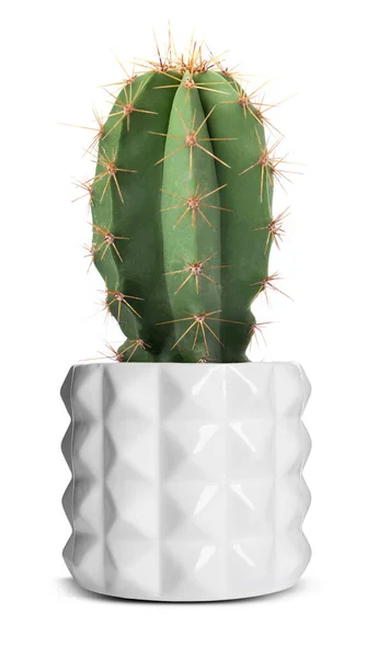 Beautiful Green Cactus Ceramic Pot Isolated White — Stock Photo, Image