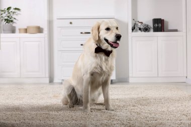 Şirin Labrador Retriever, içeride şık papyonlu.