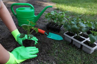 Bahçe eldiveni takan bir kadın. Dışarıdaki plastik konteynırdan fide naklediyor. Yakın plan.