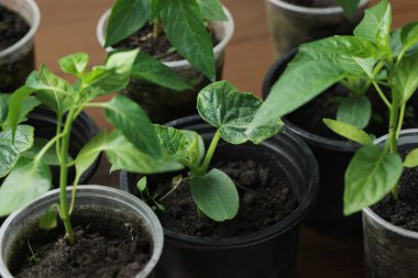 Topraklı plastik kaplarda büyüyen tohumlar, yakın plan.