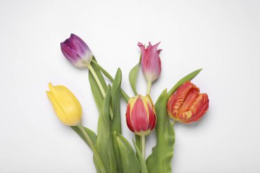 Beyaz arka planda güzel renkli lale çiçekleri, düz yatıyordu.