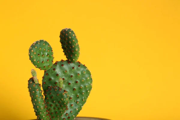 Krásný Zelený Exotický Kaktus Žlutém Pozadí Mezera Pro Text — Stock fotografie