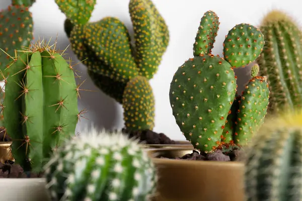 Many Different Beautiful Cacti White Wall — Stock Photo, Image