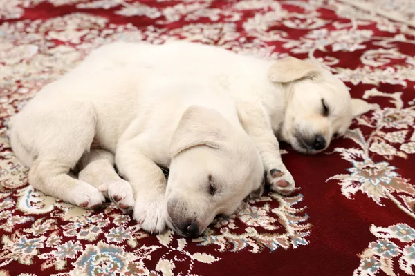 Cute little puppies sleeping on vintage carpet