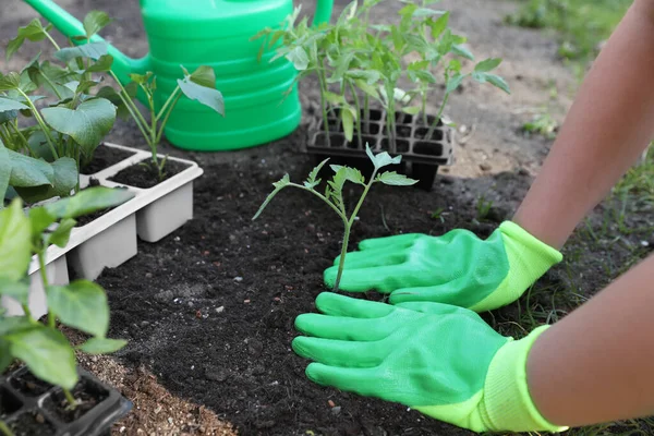 庭の手袋を身に着けている女性は 屋外でプラスチック容器から種子を移植し 閉じます — ストック写真
