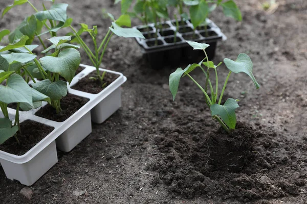 生长在室外土壤和容器中的嫩绿色幼苗 — 图库照片
