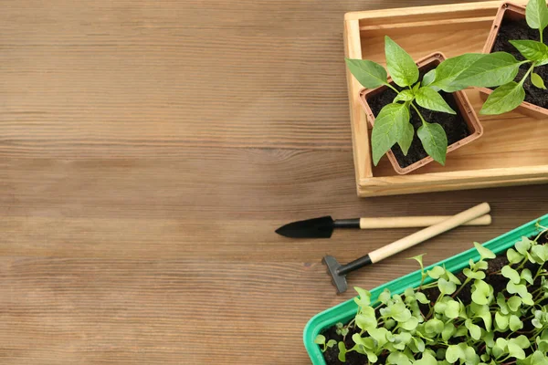 Seedlings growing in plastic containers with soil and gardening tools on wooden table, flat lay. Space for text