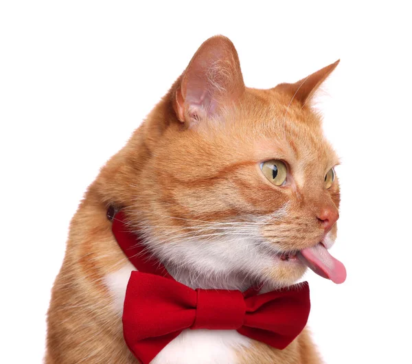 Kırmızı papyonlu şirin kedi beyaz arka planda kendini yalıyor.
