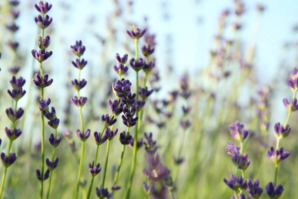 Beautiful Blooming Lavender Growing Field Closeup — Stock Photo, Image
