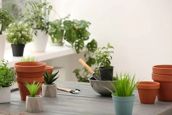 Time Transplanting Many Terracotta Flower Pots Houseplants Tools Gray Wooden — Stock Photo, Image