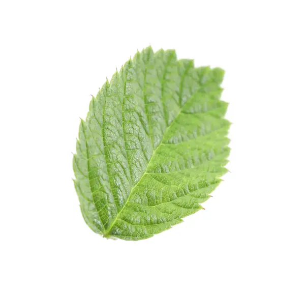 One Green Raspberry Leaf Isolated White — Stockfoto