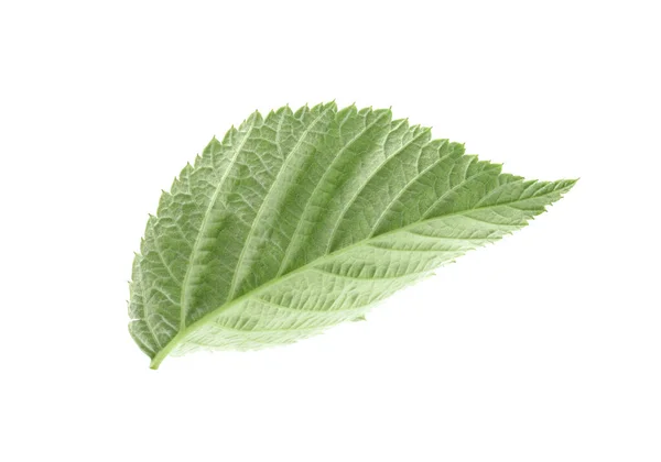 One Green Raspberry Leaf Isolated White — Stock Fotó