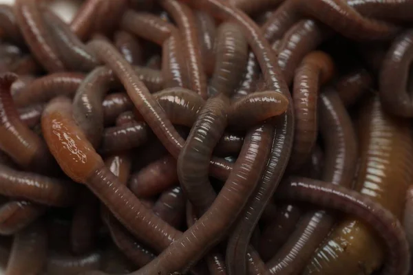 Viele Regenwürmer Als Hintergrund Nahaufnahme Wirbellose Tiere — Stockfoto