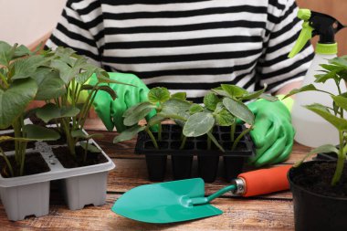 Bahçıvan eldiveni takan bir kadın plastik kaplara fidanlar yerleştiriyor, ahşap masada toprak bırakıyor, yakın plan.