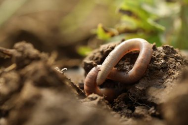 Islak toprakta sürünen bir solucan, yakın plan. Metin için boşluk