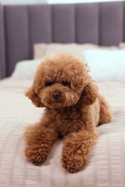 Yumuşak yatakta sevimli bir Maltipoo köpeği, yakın plan. Sevimli hayvan