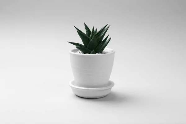 Bela Planta Suculenta Vaso Fundo Branco — Fotografia de Stock
