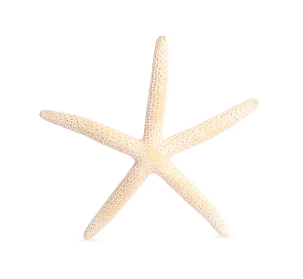 Bela Estrela Mar Estrela Mar Isolada Branco — Fotografia de Stock