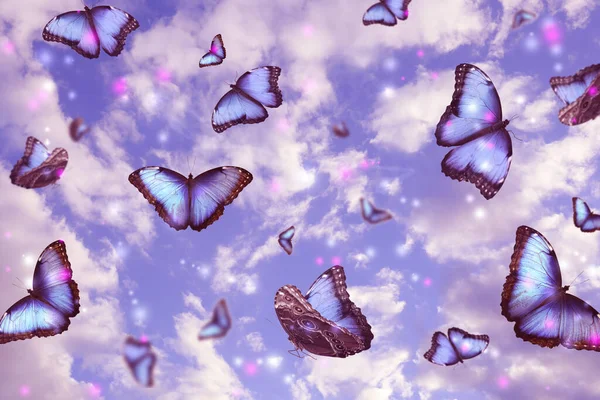 Molte Belle Farfalle Che Volano Nel Cielo Colore Tonico — Foto Stock