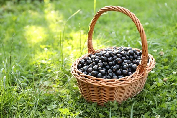 Ripe Blackcurrants Wicker Basket Green Grass Space Text — Stock Photo, Image