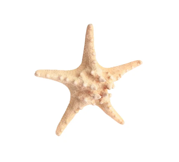 白で隔離された美しい海の星 — ストック写真