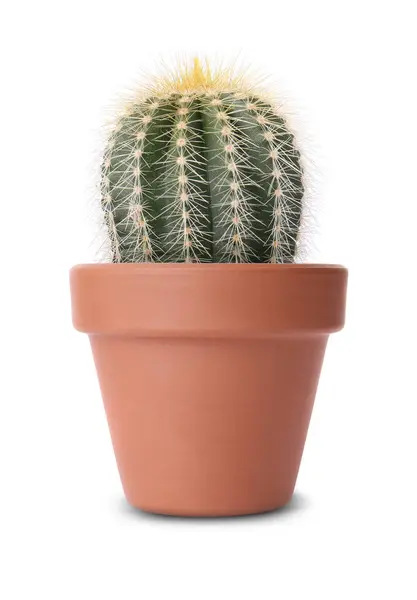 Hermoso Cactus Verde Maceta Terracota Aislado Blanco —  Fotos de Stock