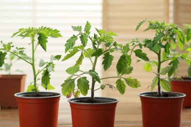 Plastik kaplarda büyüyen tohumlar, kapalı mekanlarda toprak, yakın çekim