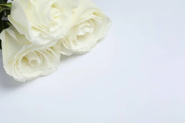 Bellissime Rose Sfondo Bianco Primo Piano Con Spazio Testo Simboli — Foto Stock
