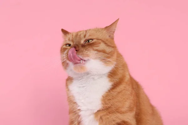Cute Cat Licking Itself Pink Background — Stock Photo, Image