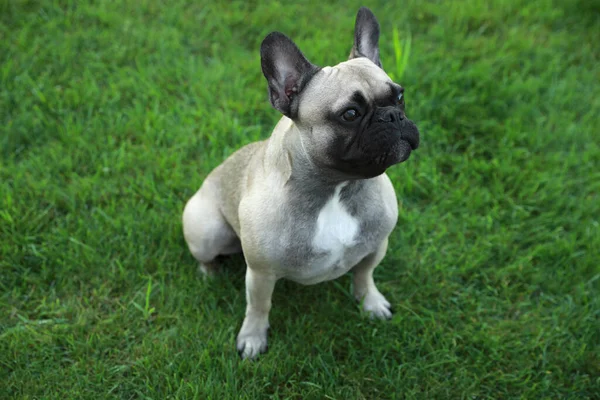 Lindo Bulldog Francés Hierba Verde Aire Libre Hermosa Mascota —  Fotos de Stock