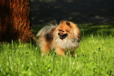 Yeşil çimlerin üzerinde tasması olan sevimli Pomeranya Spitz 'i. Köpek gezdirme