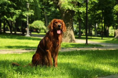 Yeşil çimlere kurulmuş şirin İrlanda Setter 'ı, mesaj için yer. Köpek gezdirme