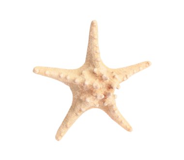 Güzel deniz yıldızı (denizyıldızı) beyaz üzerinde izole