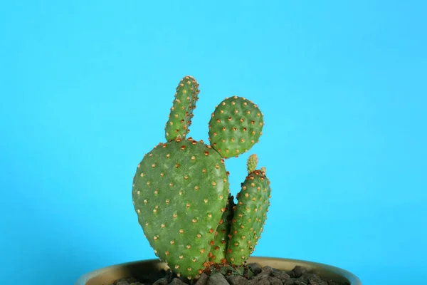 Schöner Grüner Exotischer Kaktus Topf Auf Hellblauem Hintergrund — Stockfoto