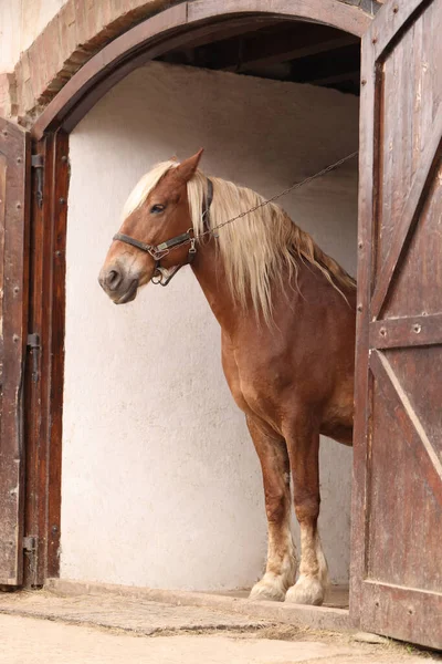 Schattig Paard Met Hoofdstel Stal Mooi Gedomesticeerd Huisdier — Stockfoto
