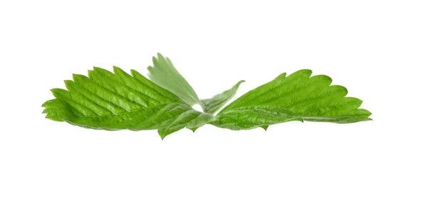 Зелений Дикий Лист Полуниці Ізольований Білому — стокове фото