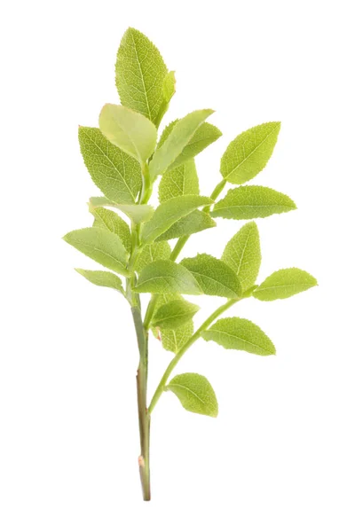 Beyaz Üzerinde Taze Yeşil Yaprakları Olan Bilberry Dalı — Stok fotoğraf