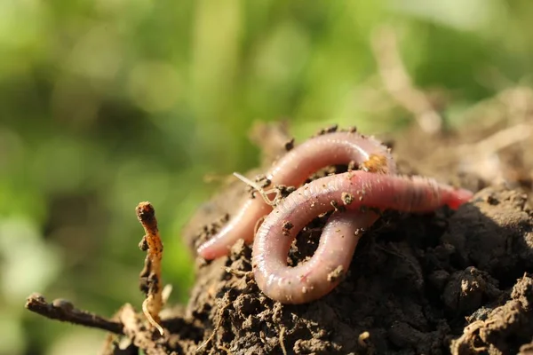 在阳光灿烂的日子里 一只蠕虫在潮湿的土壤中爬行 案文的篇幅 — 图库照片