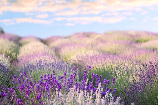 Schöne Lavendelwiese Unter Blauem Himmel Selektiver Fokus — Stockfoto