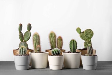 Gri ahşap masadaki farklı kaktüsler.
