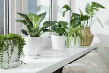 Pencere kenarında büyüyen bir sürü güzel saksı bitkisi var.
