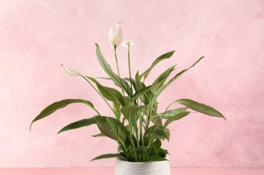 Pembe arka planda saksıda çiçek açan spathiphyllum. Güzel ev bitkisi