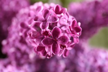 Bulanık arka planda güzel açan leylak çiçekleri, yakın plan.