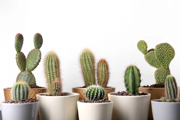 Different Cacti Pots White Background — Stock Photo, Image