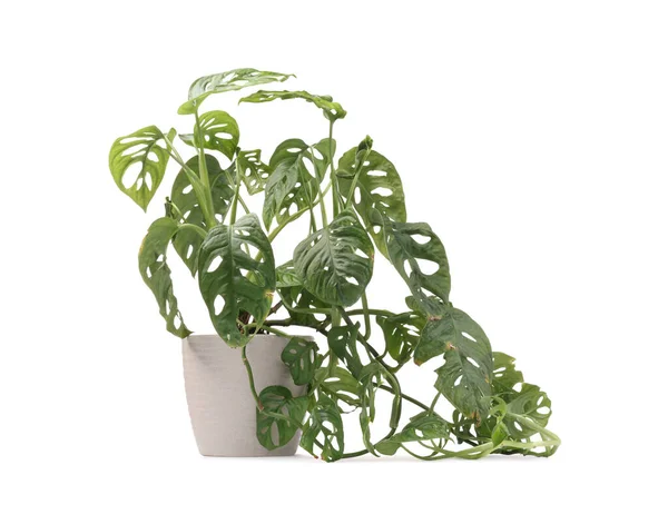 Topfpflanze Mit Beschädigten Blättern Auf Weißem Hintergrund Nahaufnahme — Stockfoto