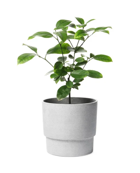 Mooie Citroen Plant Pot Witte Achtergrond Huisinrichting — Stockfoto