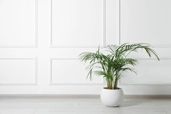 stock image Potted chamaedorea palm on floor near white wall indoors, space for text. Beautiful houseplant